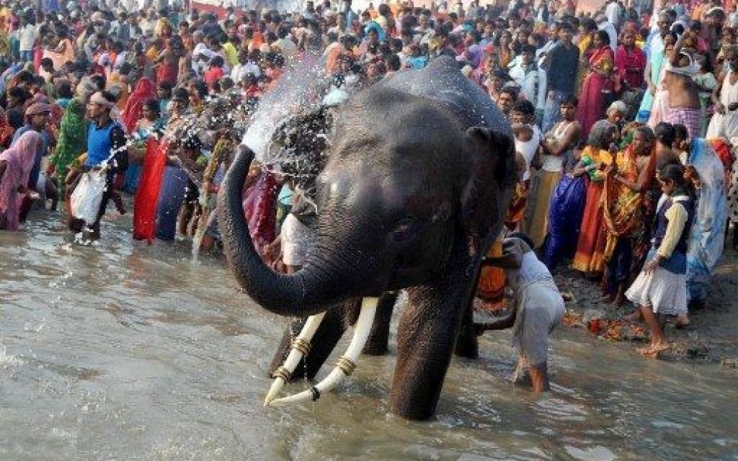 Індія, Сонепур. Погонич слона купає тварину поруч з індуїстськими відданими, які готуються до святкування фестивалю Пурнім. / © AFP