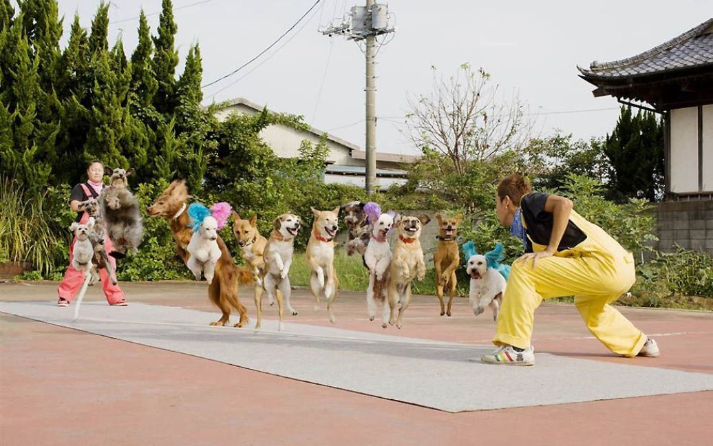 Найбільша кількість собак, що стрибали на скакалці / © Guinness World Records