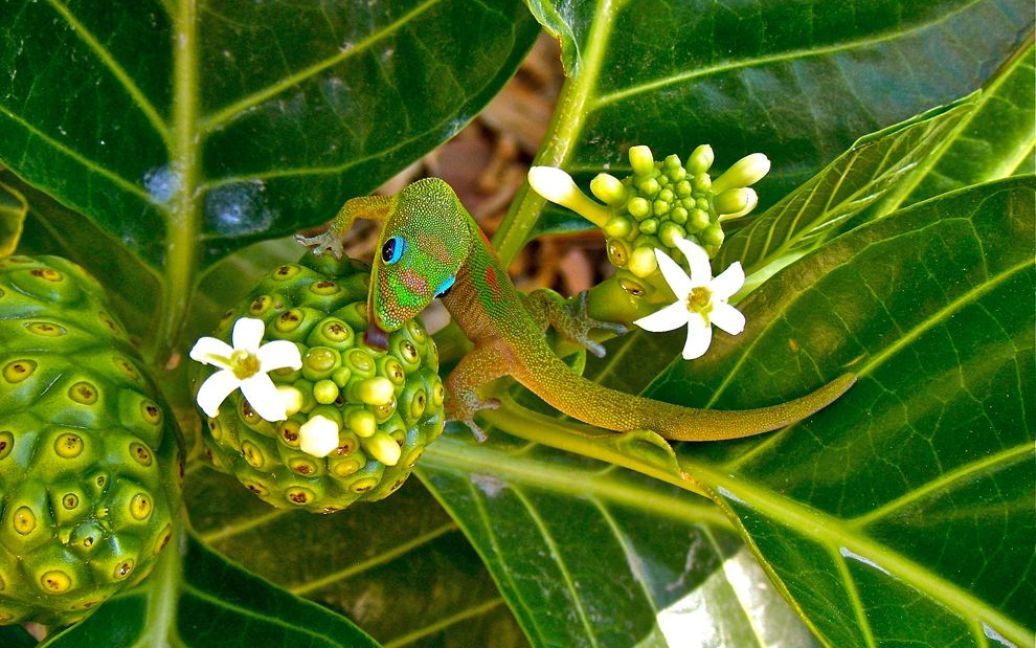 Золотистий геккон у Каілуа, Гаваї. Фото Chandra Sherin / © National Geographic