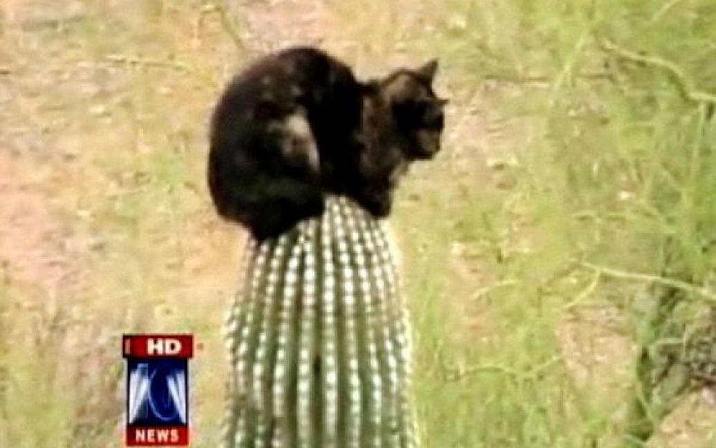 Кіт три дні просидів на гігантському кактусі / © FOX News