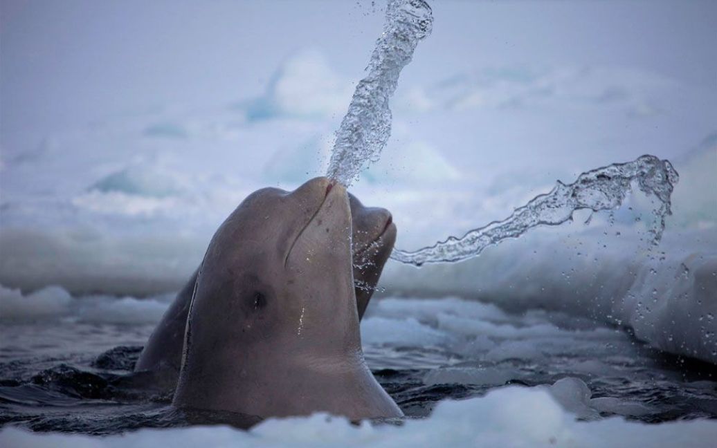 Белуги розважаються в Арктиці. Фото Dafna Ben Nun / © National Geographic