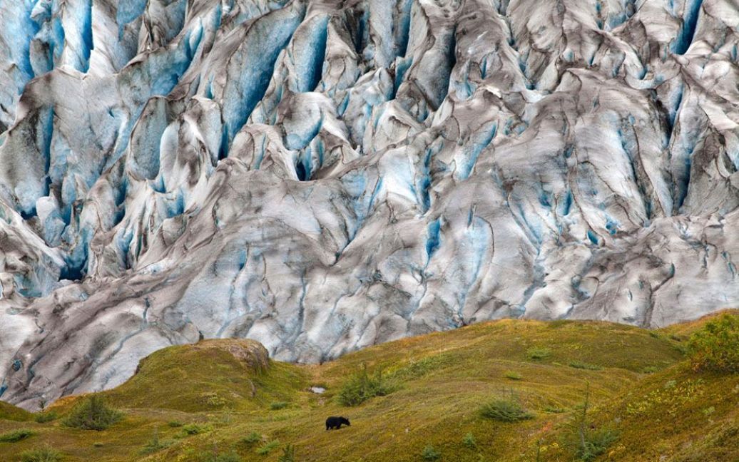 Чорний ведмідь на фоні синього льодовика. Фото Colin McCrindle / © National Geographic
