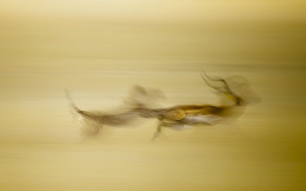 Полювання на антилопу у Кенії. Фото Stefano Pasarelli / © National Geographic