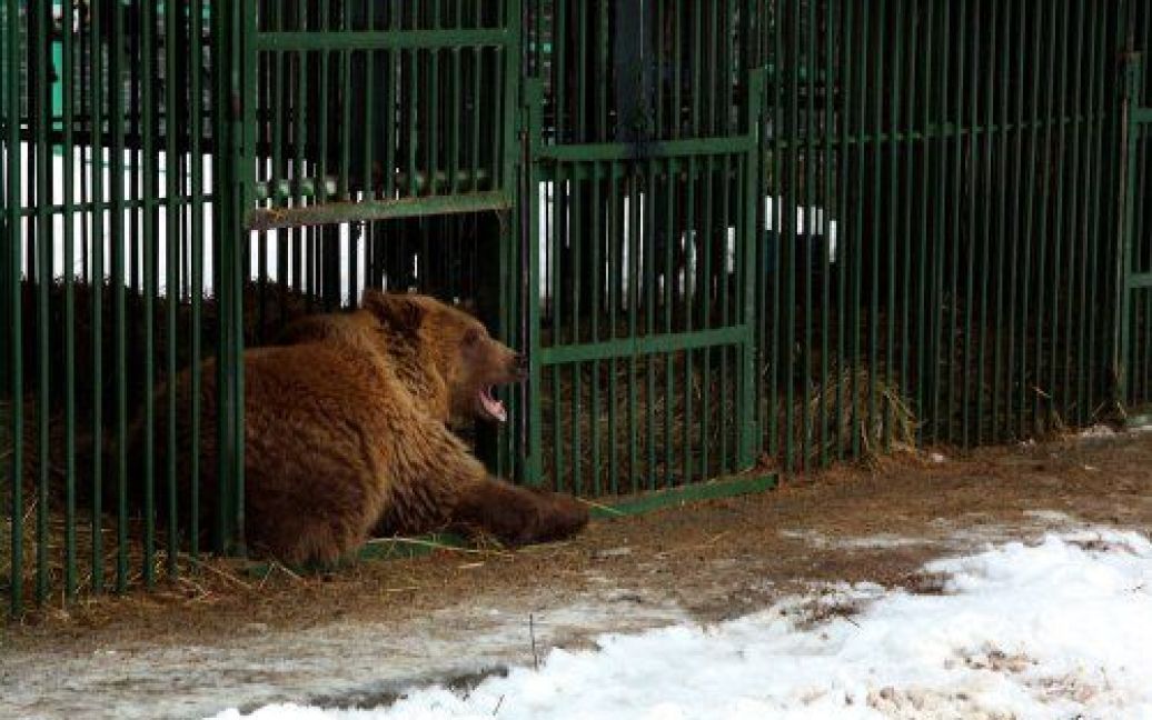 Реабілітаційний центр для бурих ведмедів у національному природному парку "Синевир" (Закарпаття) / © УНІАН
