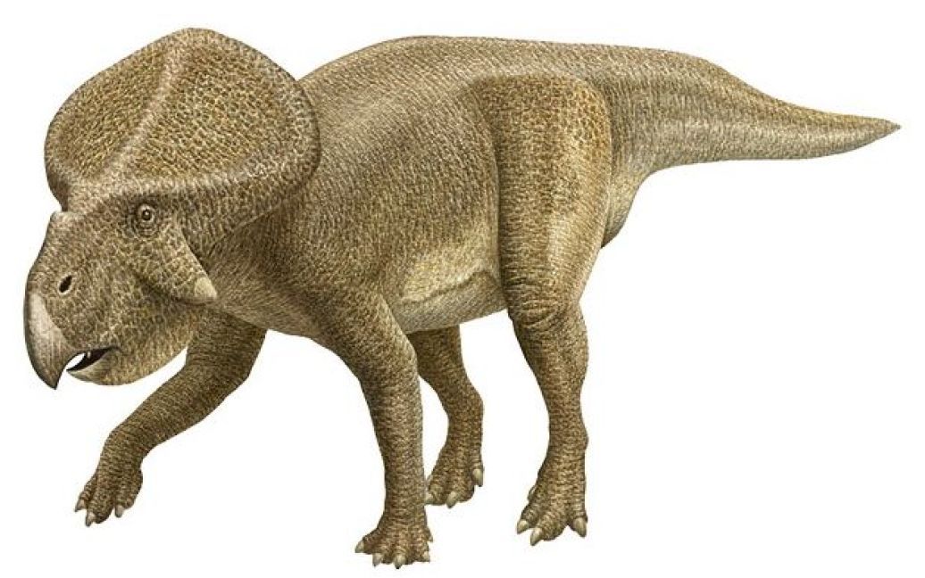 Доросла особина динозавра протоцератопса / © 