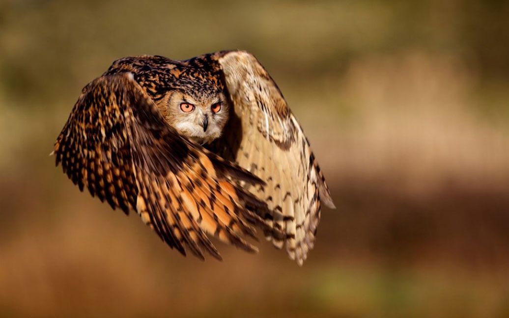 Пугач у польоті. Фото Mark Bridger / © National Geographic