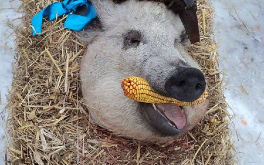 Фестиваль різників свиней на Закарпатті / © zakarpattya.net.ua
