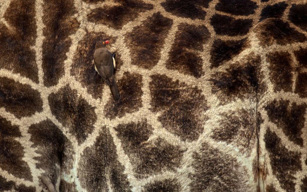 Пташка волоклюй на шкірі жирафа. Фото Benjamin Bronselaer / © National Geographic