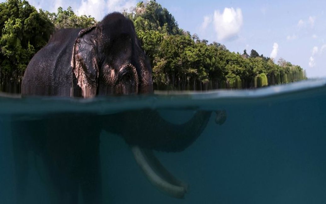 Раджан - індійський слон, що вміє плавати / © bigpicture.ru