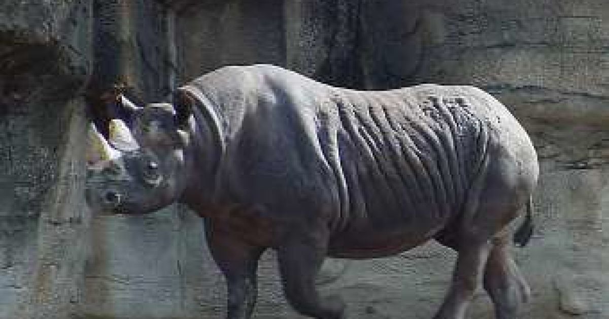 Чорний носорог Diceros bicornis longipes