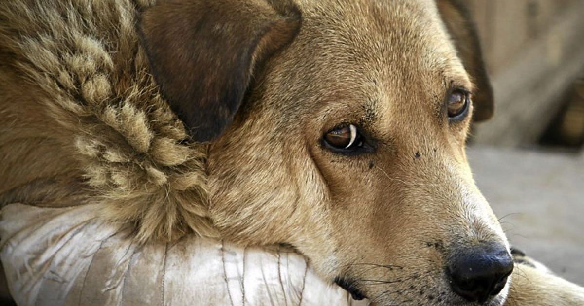 Бездомних тварин у Румунії будуть присипати