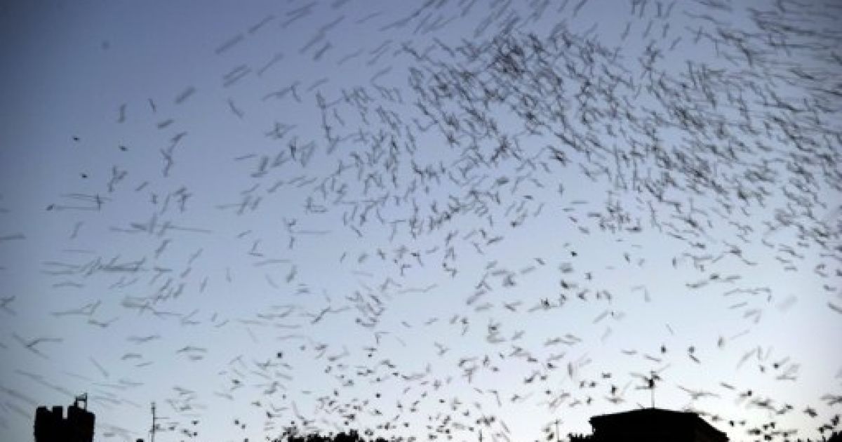Тисячі птахів захопили небо над Римом / © AFP
