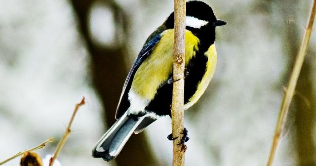 На дорогах східної та західної частини країни подекуди ожеледиця