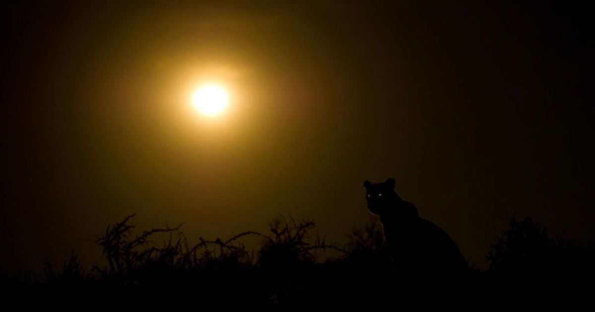 Леопард з дітьми на скелі. Фото Hannes Lochner / © National Geographic