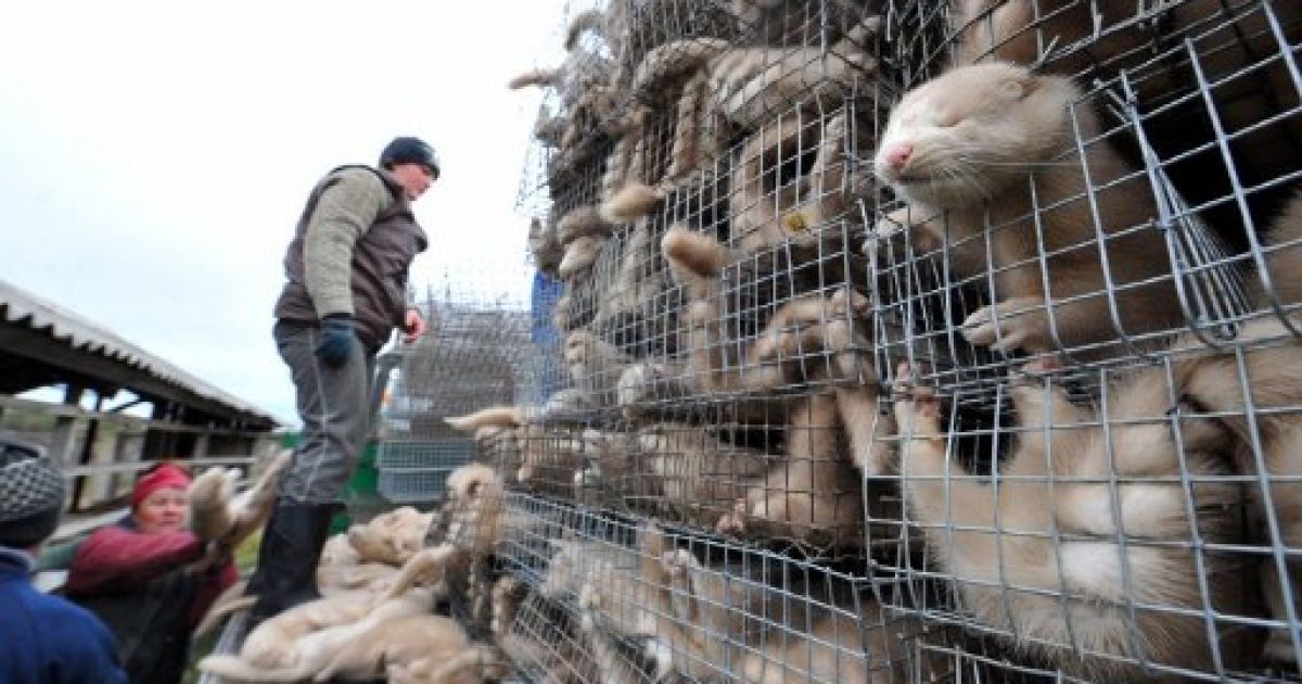 Білорусь, Бабино. Працівники складають шкурки норок після забою тварин на фермі поблизу села Бабино. Ферма щороку виробляє близько 2400 лисиць і 110000 норок. / © AFP
