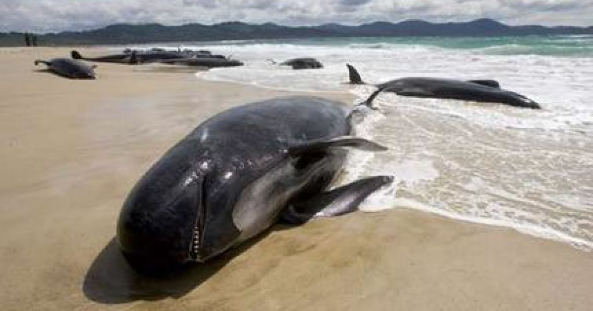 У Новій Зеландії кити і дельфіни часто викидаються на берег