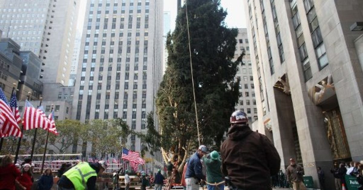 У Нью-Йорку встановили головну різдвяну ялинку США