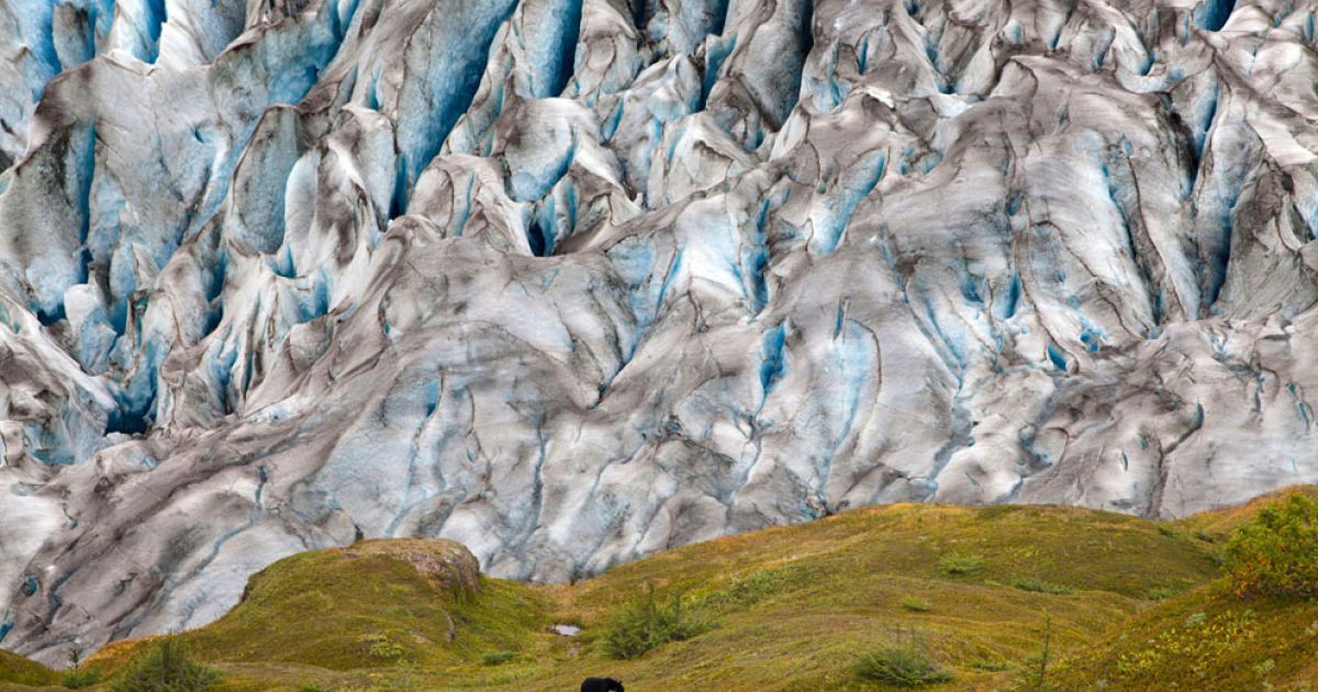 Чорний ведмідь на фоні синього льодовика. Фото Colin McCrindle / © National Geographic
