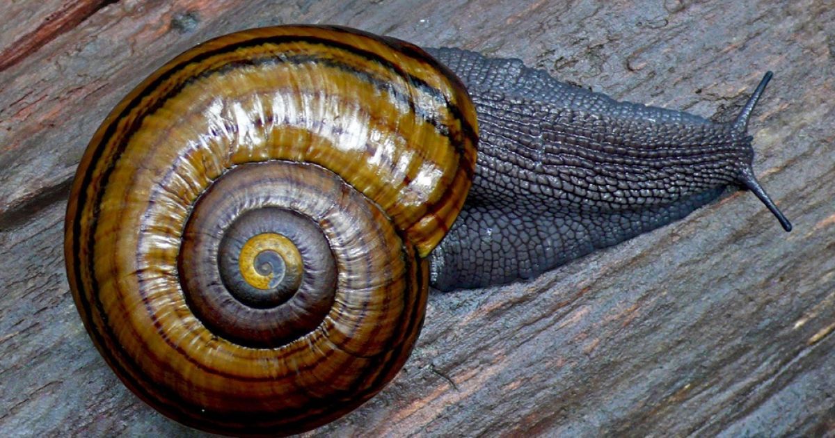 Гігантський равлик Powelliphanta augusta