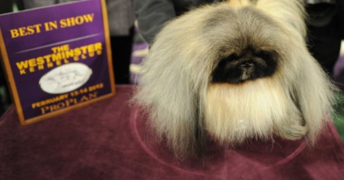 Престижне дог-шоу Westminster Kennel Club в Нью-Йорку