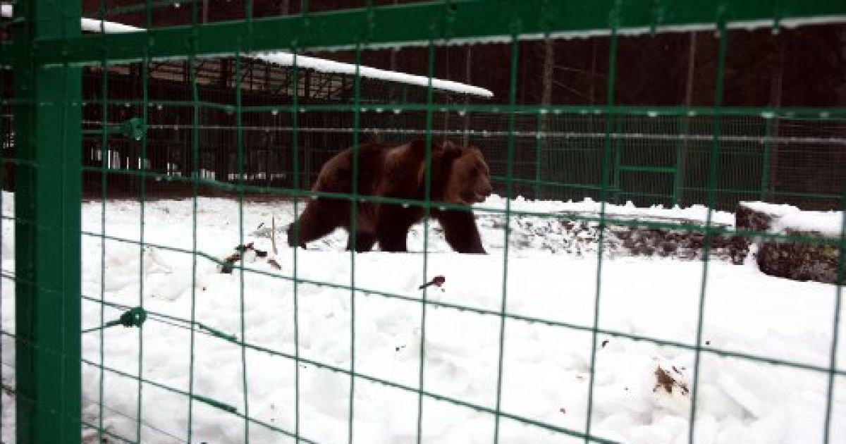 Реабілітаційний центр для бурих ведмедів у національному природному парку "Синевир" (Закарпаття) / © УНІАН