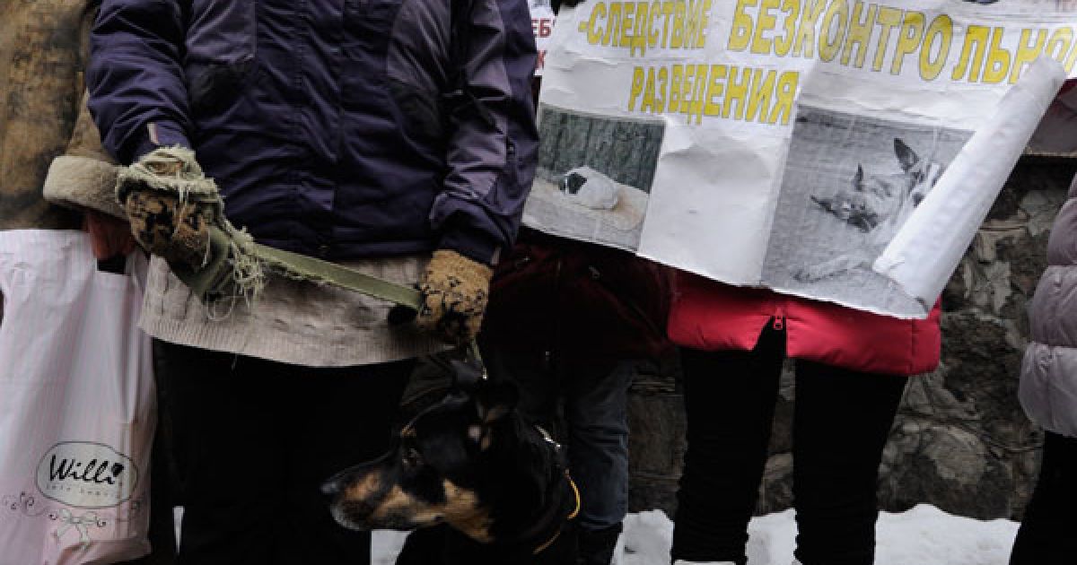 Під будівлею Кабінету міністрів провели акцію на захист безпритульних тварин.