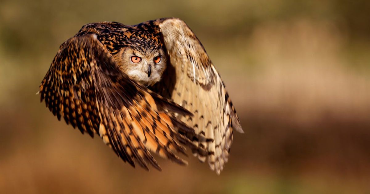 Пугач у польоті. Фото Mark Bridger / © National Geographic