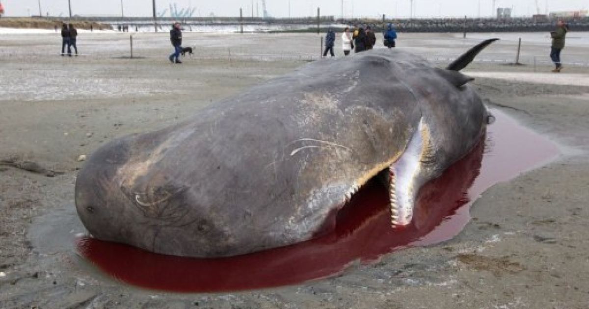 30-тонний кит потрапив у пастку Північного моря