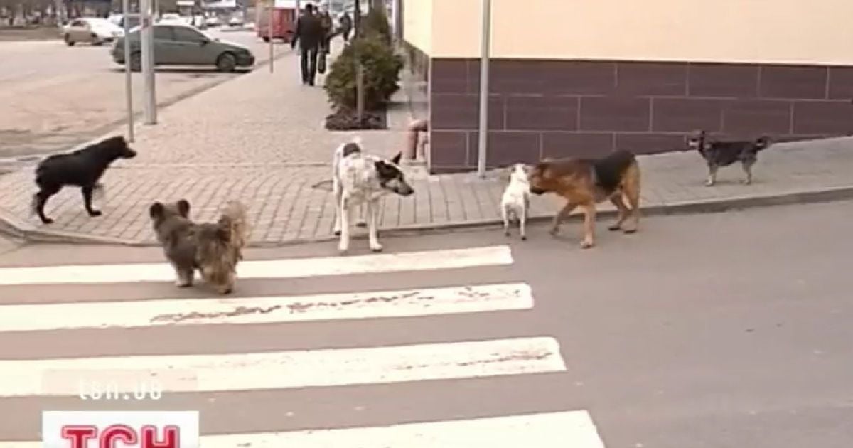 Чиновники не знають, що робити з арміями безпритульних псів