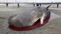 30-тонний кит потрапив у пастку Північного моря