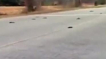 В Арканзасе с неба снова падают мертвые птицы