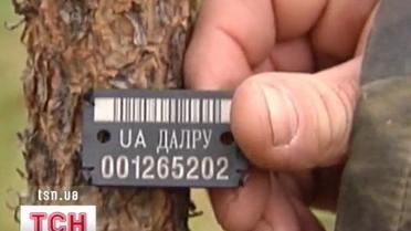 Ажіотаж на ялинкових плантаціях України