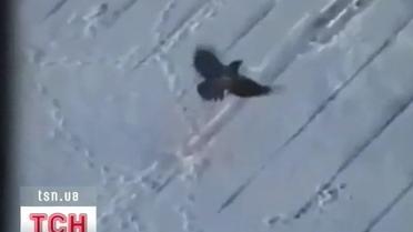 Ворона развлекается, катаясь на "сноуборде" по крышам домов