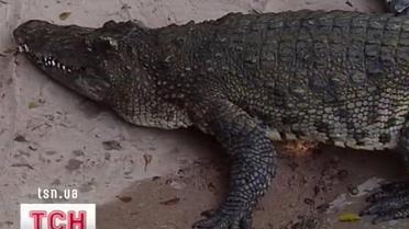 От 30 до 100 долларов за голову крокодила