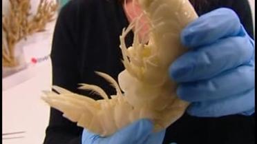 Ученые нашли новый вид гигантских креветок у берегов Новой Зеландии