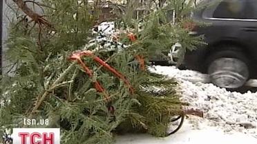 Куди зникають новорічні ялинки?