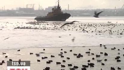 В Іллічівську врятували більше тисячі птахів, які вмерзали в лід