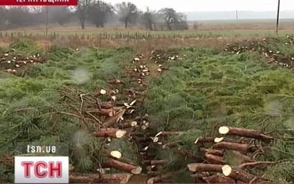 Тисячі зрубаних ялинок гниють на полях Чернігівщини