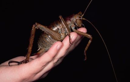 У Новій Зеландії знайшли найбільшу комаху з усіх існуючих