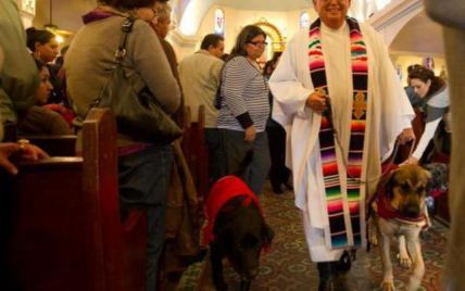 В храмах США собаки прислужують священикам на месах