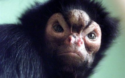 У Бразилії п'яний відвідувач зоопарку побився з мавпами