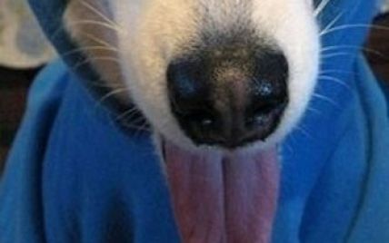 Глава "ВКонтакте" показав ФСБ собачий язик