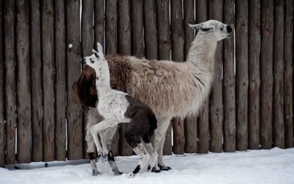 За померлою в київському зоопарку ламою сумує її 3-місячний син