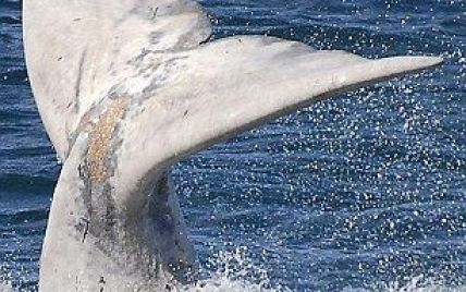 У водах Бразилії виявили унікального білого дельфіна