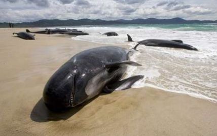 Десятки чорних дельфінів викинулися на берег Нової Зеландії