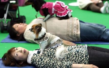 Китайські собаки розслабляються на заняттях з йоги