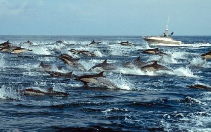 США готують до війни з Іраном загін бойових дельфінів