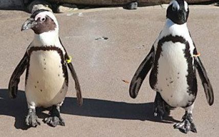 Закоханим пінгвінам-геям заборонили жити разом (відео)