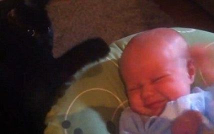 Дбайливе кошеня заколисало малюка, який сильно плакав (відео)