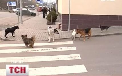 Сказ могли вигадати для зачистки Києва від собак до Євро-2012